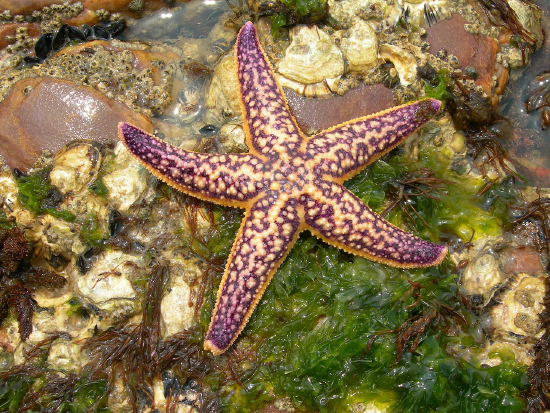  Asterias amurensis (Northern Pacific Seastar)